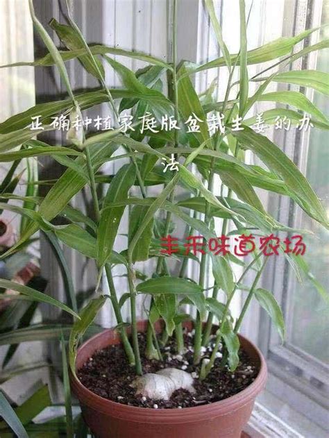 老薑種植盆栽|要如何種植生薑